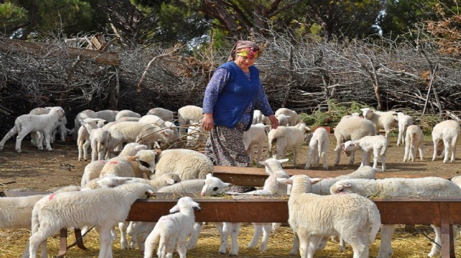 Büyükşehir'in süt alım fiyatları belli oldu