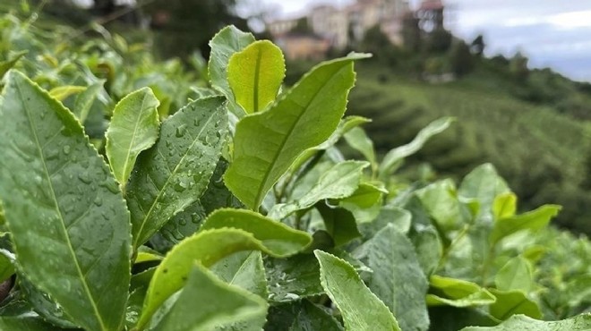 ÇAYKUR'un yaş çay alımında kontenjan düşürüldü