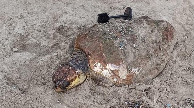 Datça'da sahilde yaralı caretta caretta bulundu