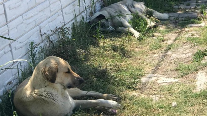 Denizli'de köpek saldırısı: 1 kişi yaralandı