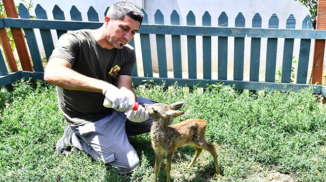 Doğada bulundu, biberonla besleniyor