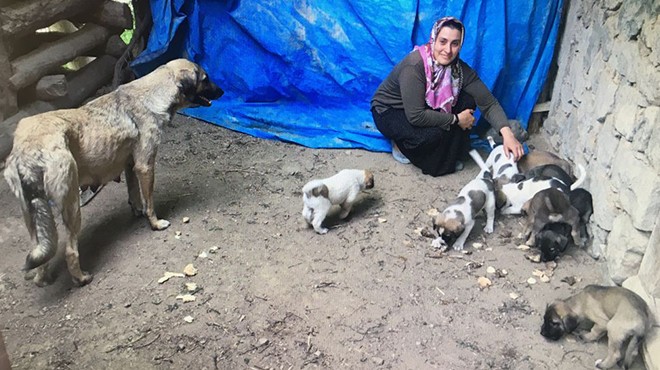 Doğum yapan köpek ve 11 yavrusunu sahiplendi