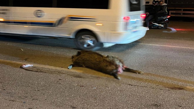 Domuza çarpmamak için frene bastı... Arkasındaki motosiklettekileri yaraladı!