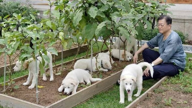 Güney Kore'de köpek eti ticareti ve tüketimi yasaklandı