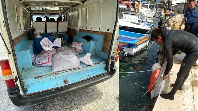 İzmir'de deniz patlıcanı avlayan 6 kişiye 44 bin 574 TL ceza