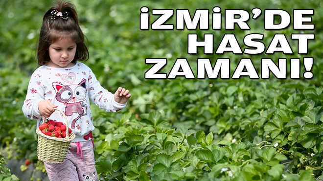 İzmir'de hasat zamanı!