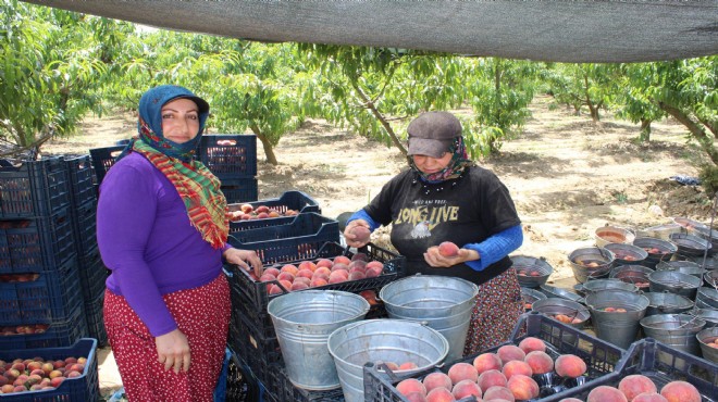 İzmir'den dünyaya şeftali ihracı