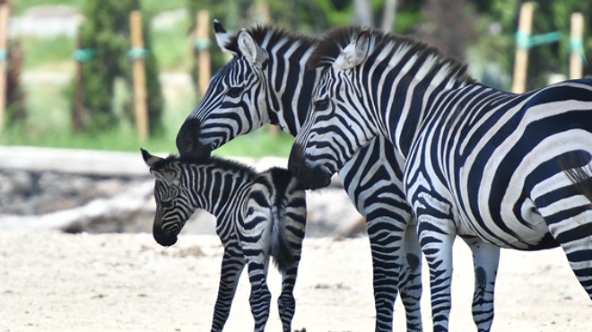 İzmir'den Eskişehir'e zebra desteği