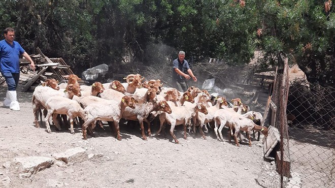 İzmirli üreticiye 'Kaçeli' desteği