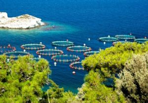 Karaburun'da cennet koya balık çiftliği! 