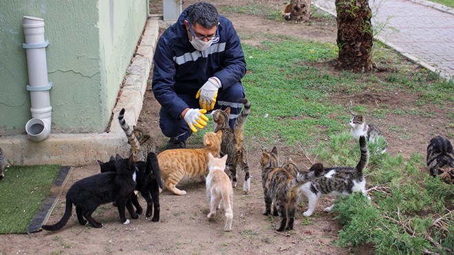 Karşıyaka'da 1 yılda 40 bin can dosta yardım eli