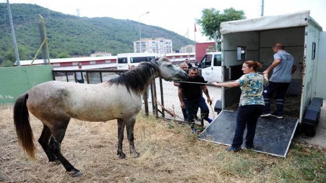 Karşıyaka'da başıboş at operasyonu