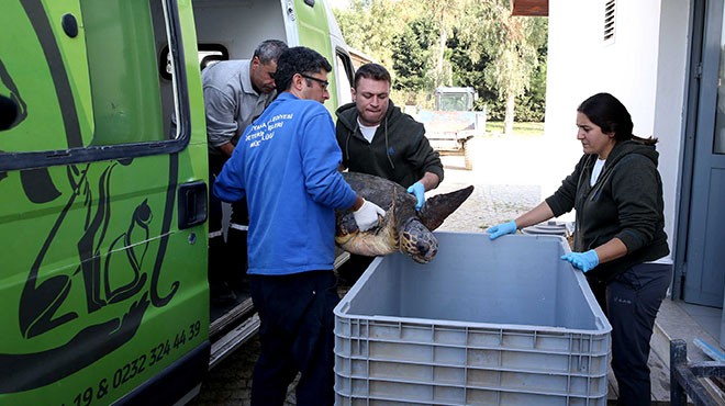 Karşıyaka'da caretta caretta seferberliği