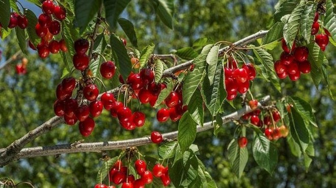 Kirazın anavatanı Kemalpaşa'da hasat zamanı... 'Pazarda 30 TL olursa dalında kalır'