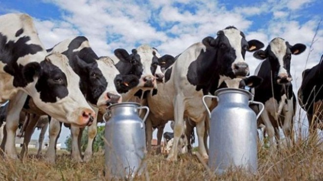Küçük Menderes'te ‘süt' krizi: Neptün Soyer'den bakanlığa çağrı!