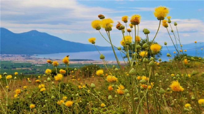 Kuşadası'nda endemik türün yetiştiği 2 yeni bölge bulundu