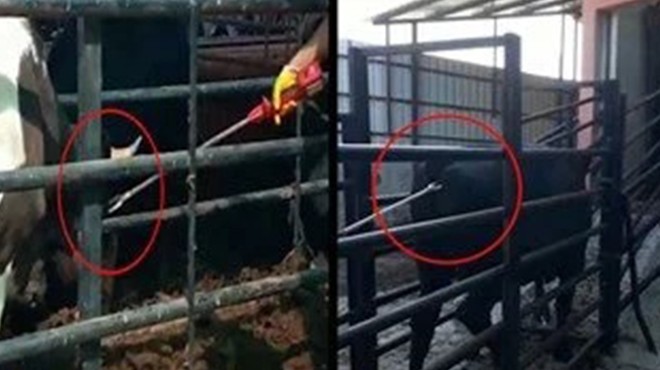 Manisa'da kurbanlık hayvanlara elektrikli işkence!