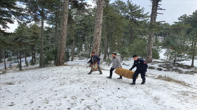 Manisa'da yaban hayvanları için doğaya yem bırakıldı