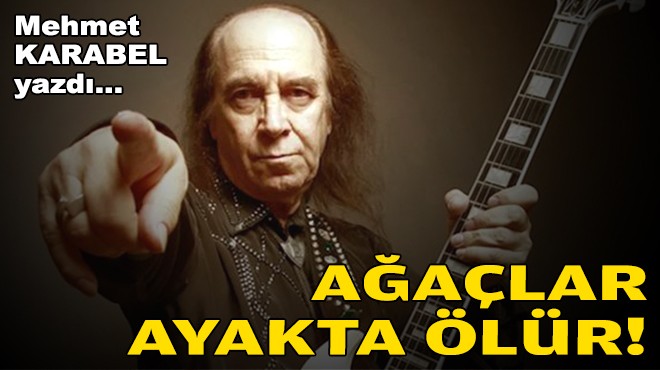 Mehmet KARABEL yazdı... Ağaçlar ayakta ölür!