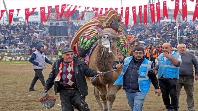 Muğla'da deve güreşleri heyecanı