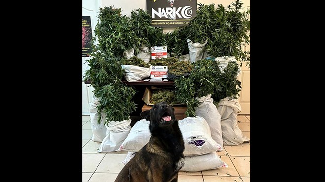 Narkotik köpeği işbaşında... Zehir tacirlerine baskın!