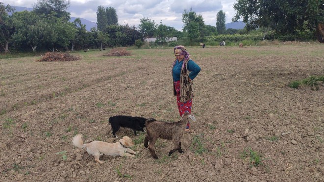 Oğlak ile köpeklerin sevimli dostluğu