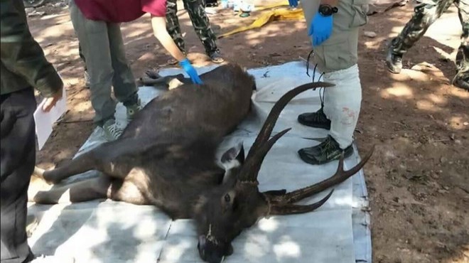 Ölü bulunan geyiğin midesinden 7 kilo çöp çıktı