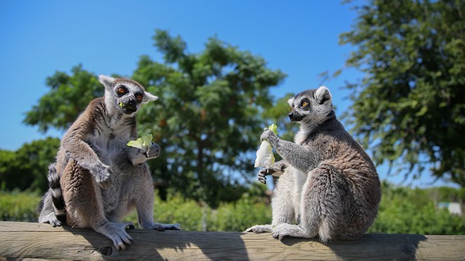 Önce fil, şimdi lemur… İzmir’den Gaziantep’e 2 yolcu daha!