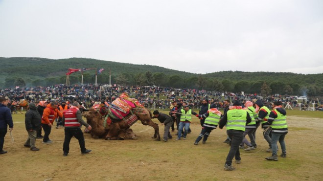 Pehlivan develer Torbalı arenasında!