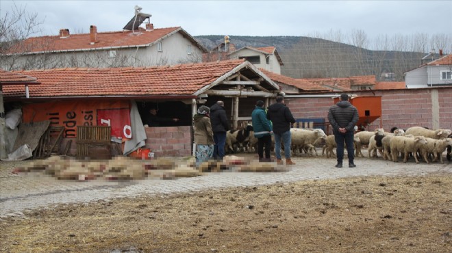 Sahipsiz köpekler saldırdı... 20 koyun telef oldu!