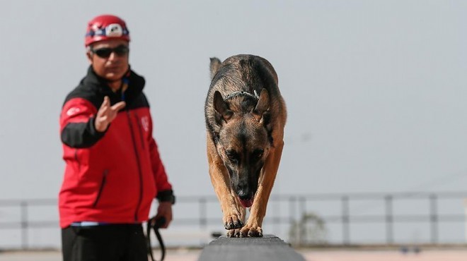 Sokak köpekleri arama kurtarma timine katılacak!