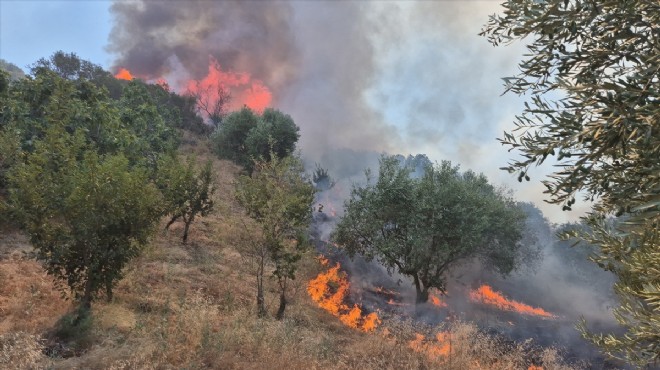 Manisa'da çıkan yangın kontrol altına alındı!