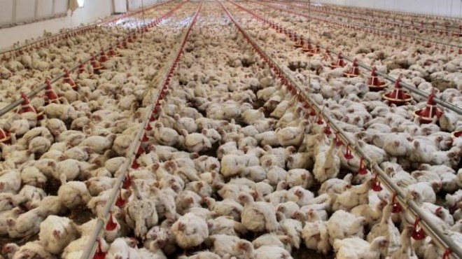 Tavuk eti üretiminde yüzde 13,4 artış