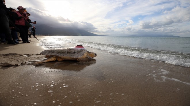 Tedavi edilen 3 caretta caretta denize bırakıldı!