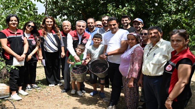 Tire'de karadut hasadı zamanı