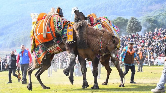 Torbalı’da deve güreşi heyecanı!