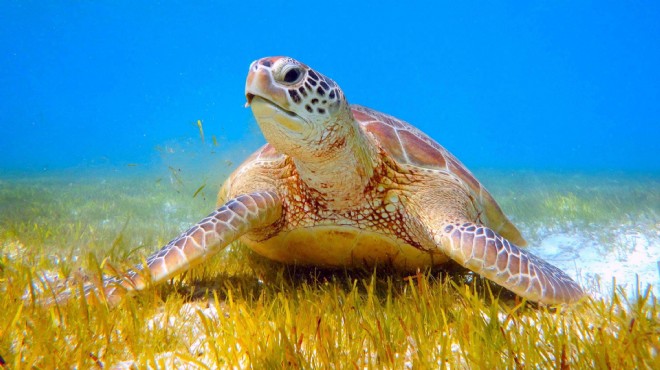 Uzmanından tatilcilere uyarı: Caretta carettaları beslemeyin