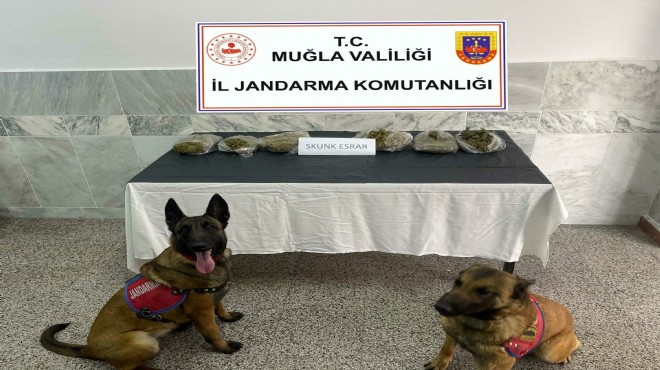 Yolcunun üzerindeki uyuşturucuyu narkotik köpekleri buldu!