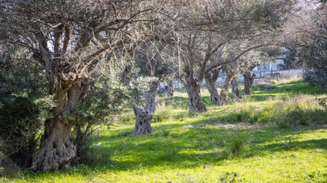 Zeytin ağaçları koruma altında... Büyükşehir'den çevreci hamle!